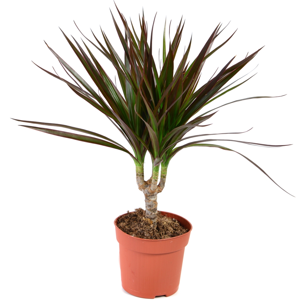 Madagascar Dragon Tree Thumb