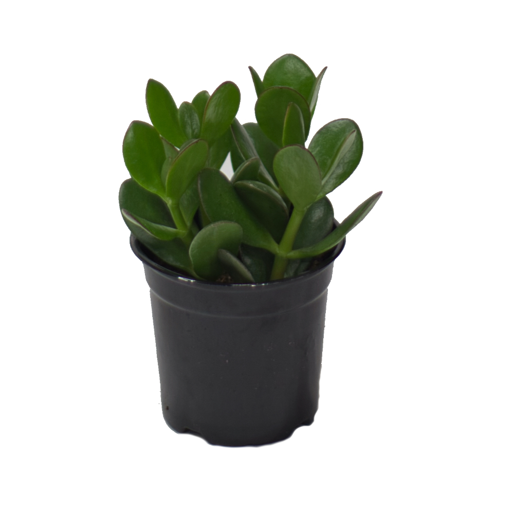 Jade Tree Thumb