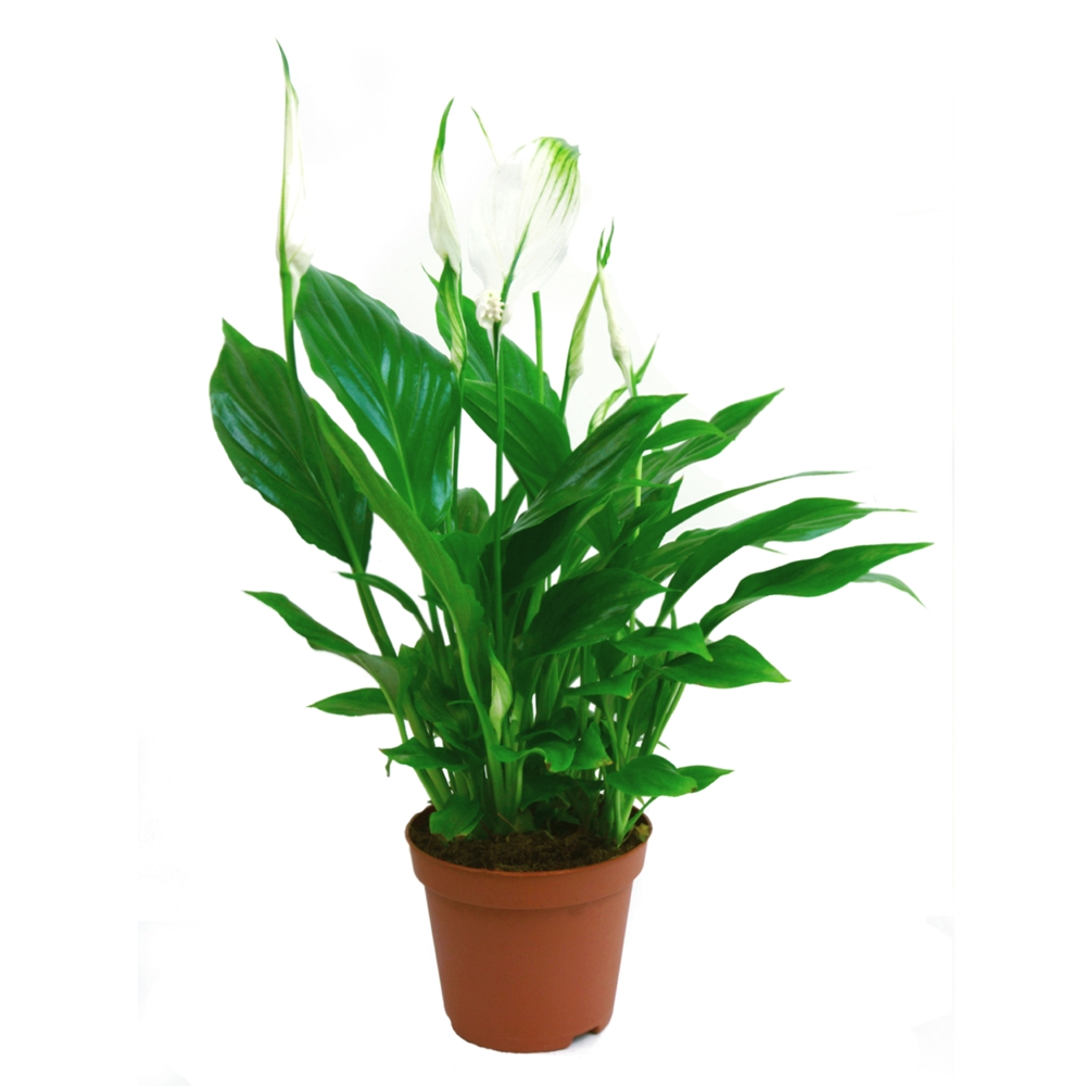 Peace Lily Thumb
