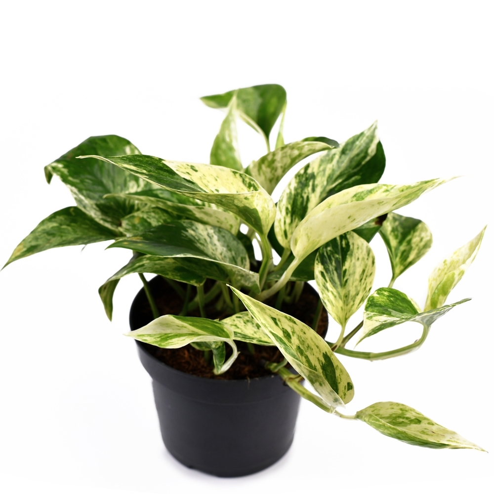 Pothos Thumb