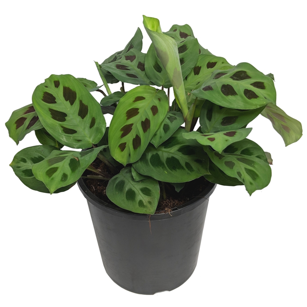 Prayer Plant Thumb