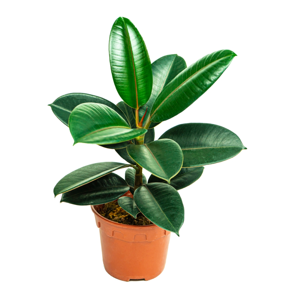 Rubber Tree Thumb