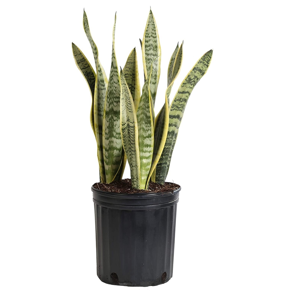 Snake Plant Thumb