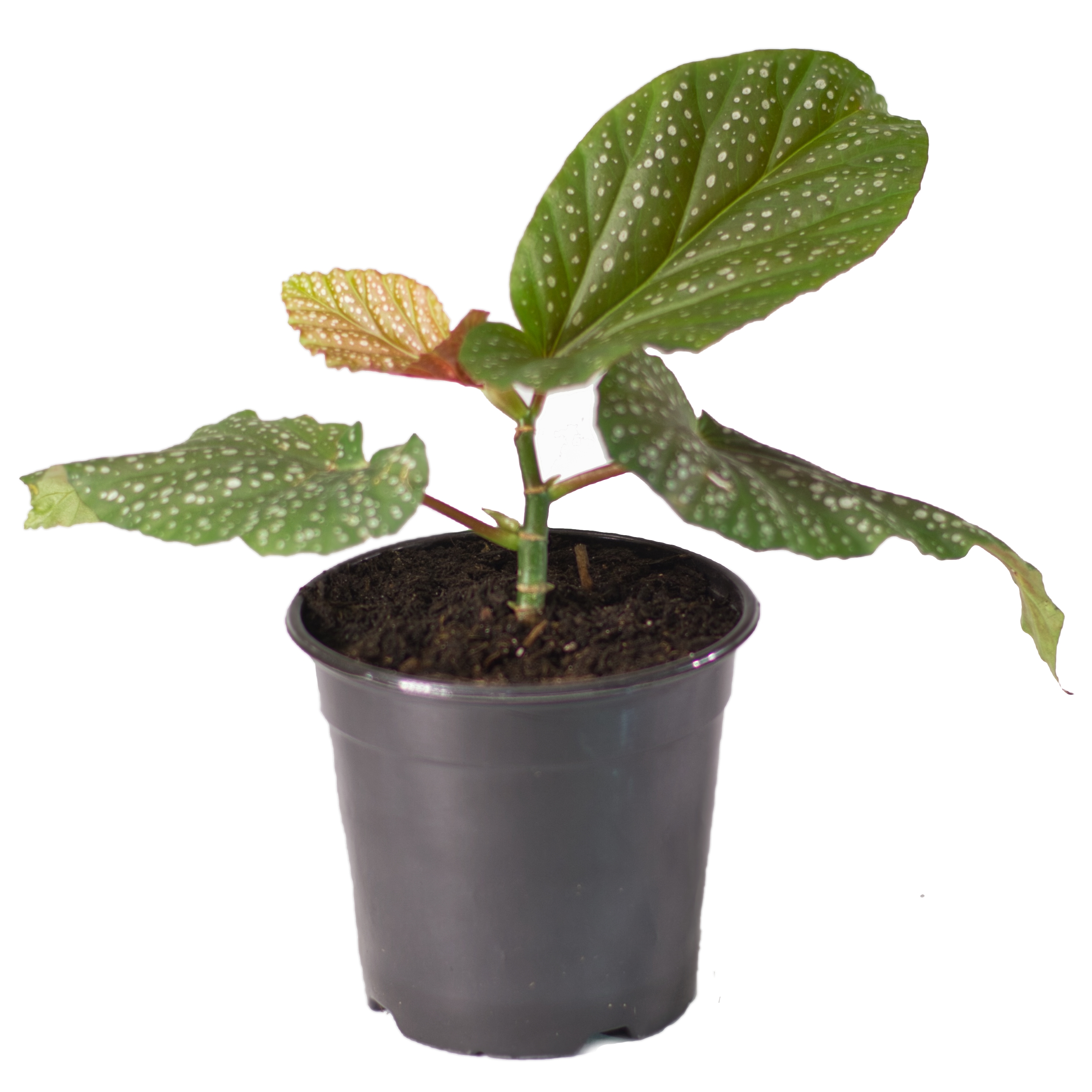 Spotted Winged Begonia Thumb