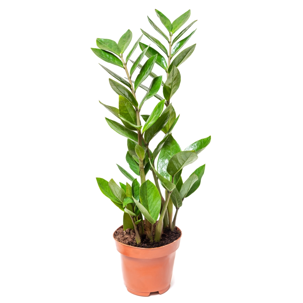 Snake Plant Thumb